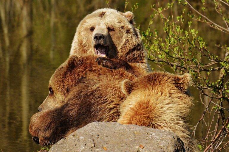 How to Use Social Media to Build Brand Awareness: Tiger exange, Golden77 login, Sky 99 exch app