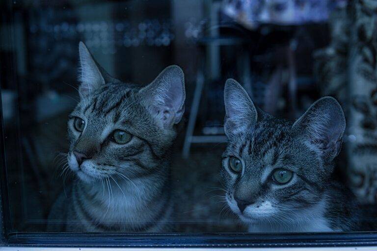 How to Create a Social Media Marketing Funnel: All panel.com, Cricket 99 betting app, Lotus365 login