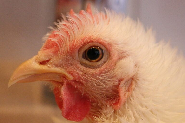 The Role of User-Generated Content in Music Streaming: Cover Songs and Remixes: Allpannel, Cricket id online, Gold365 betting