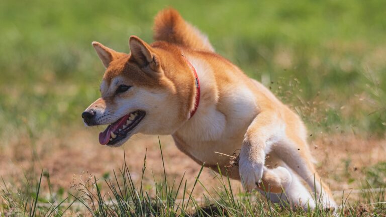 Social Media Marketing for Restaurants: Cricketbet999 login, 11xplay online id login, Betbhai9 com