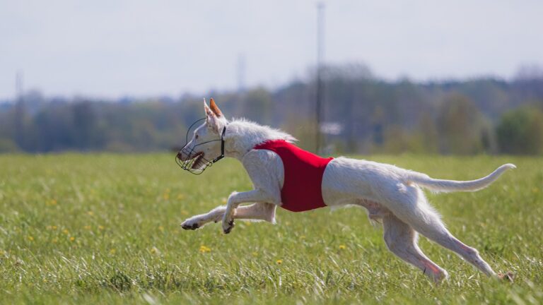 The Benefits of Social Media Analytics Tools: Cricket 999.com login, 11xplay online, Betbhai9 id