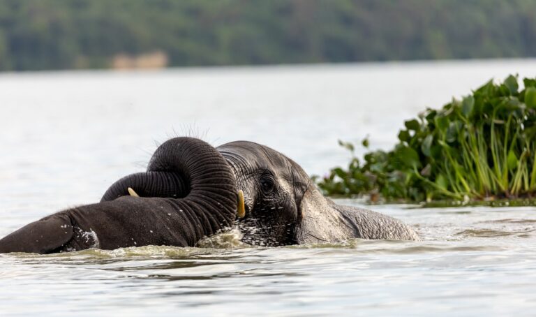 Exploring the Role of Academies in Developing Future Cricket Stars: Silverexch, Goldenexch. Bet, Betbook247