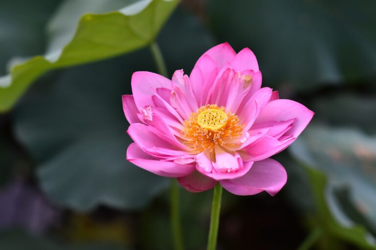 Financial Reporting Standards for Political Campaigns: Sky247 com login password, Gold365 game login, Gold 365 green