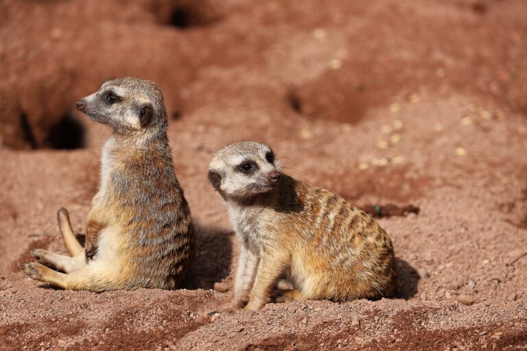 Music Streaming and Copyright Protection: Safeguarding Intellectual Property: Betbhai com whatsapp number, Playexch, Lotus365 in login password