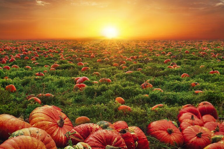 Market Analysis: Growth Potential in the Grain-Free Dog Food Market: Allpanelexchange, Lotus365 book, Laser book 247